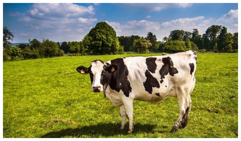 Vaca