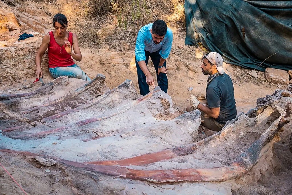 Fósil de dinosaurio en Portugal