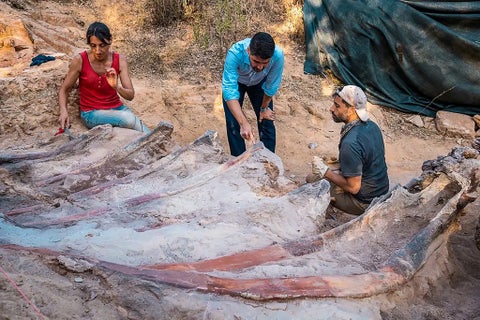 Fósil de dinosaurio en Portugal