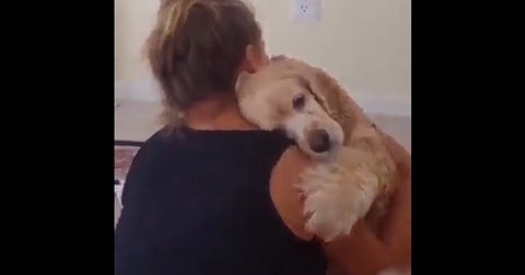 abrazos de animales