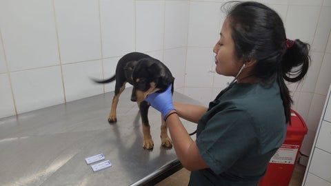 Referencia Perros