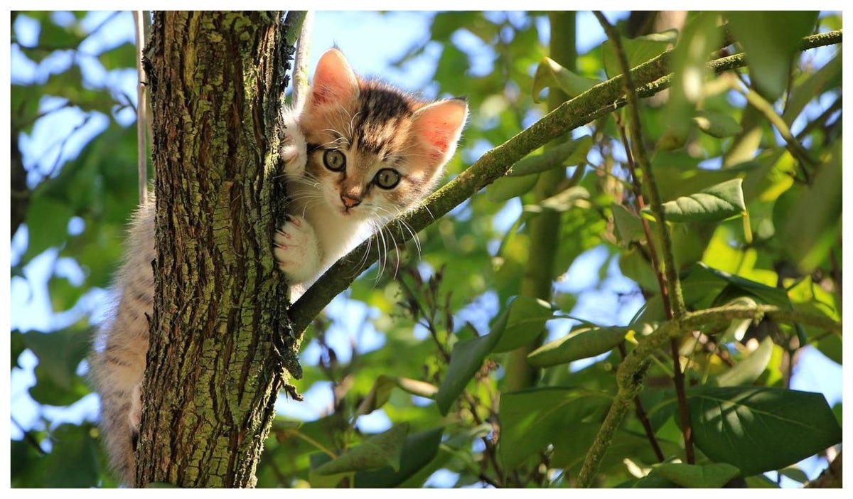 Polonia declara a los gatos como especie invasora