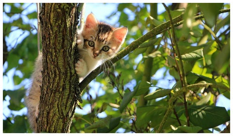 Polonia declara a los gatos como especie invasora