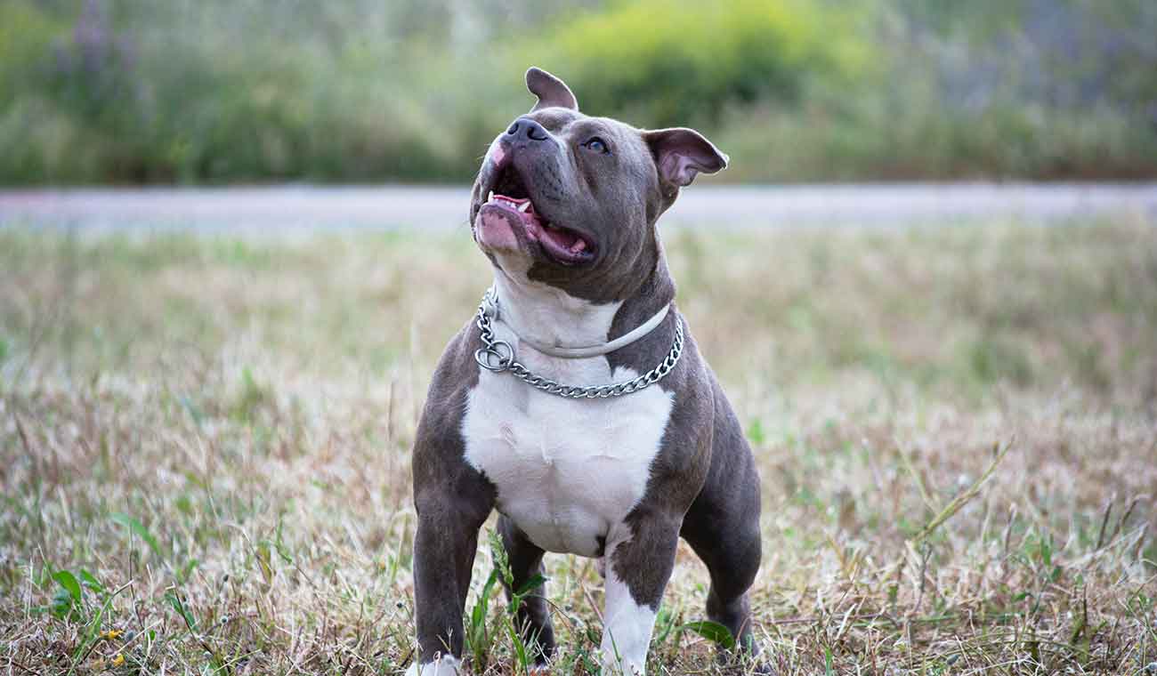 Perro raza Pit Bull Terrier