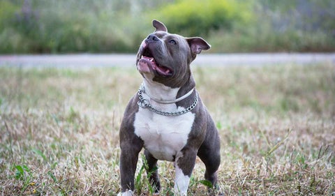 Perro raza Pit Bull Terrier
