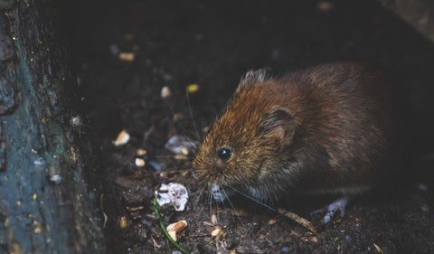 Ratón