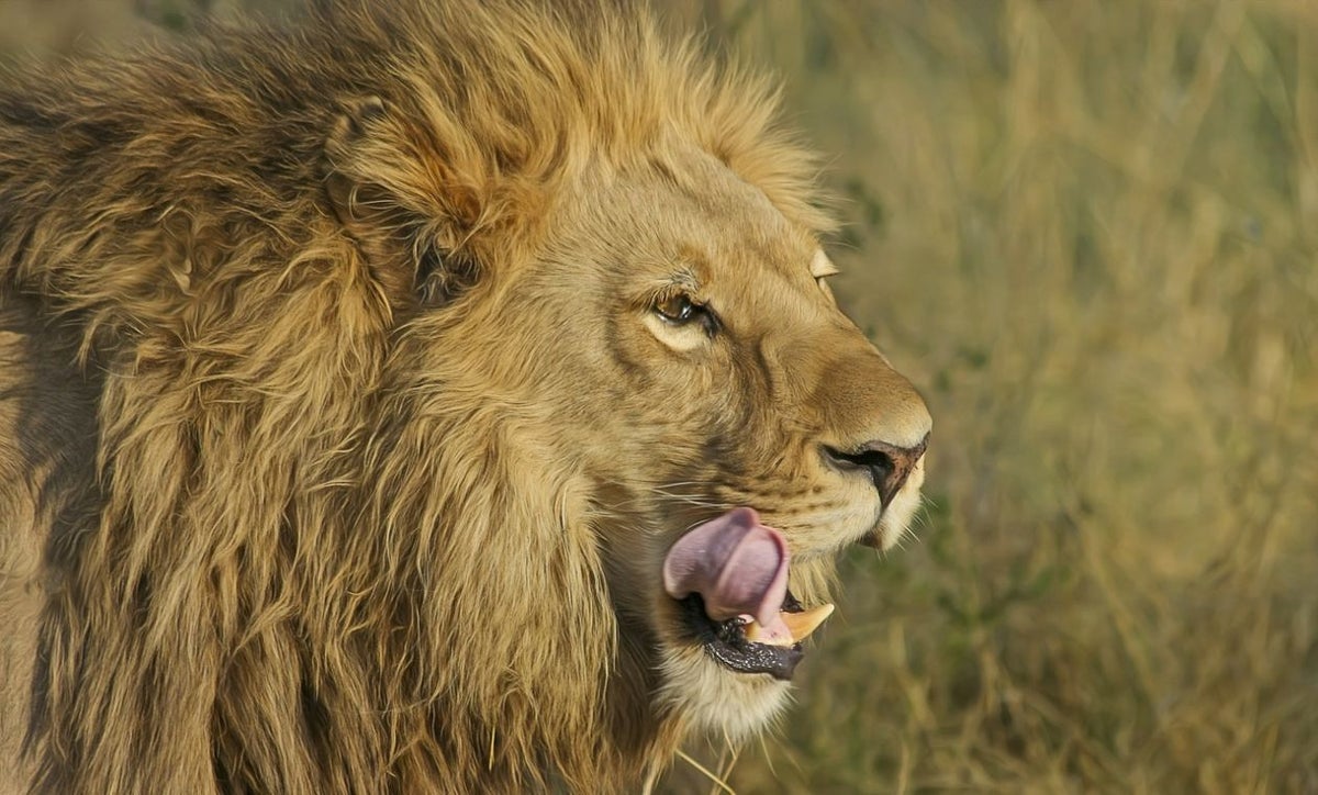 Restos humanos son hallados en jaula de leones de un zoológico