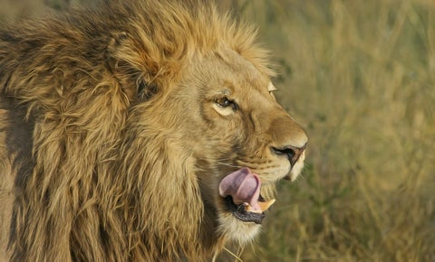 Restos humanos son hallados en jaula de leones de un zoológico
