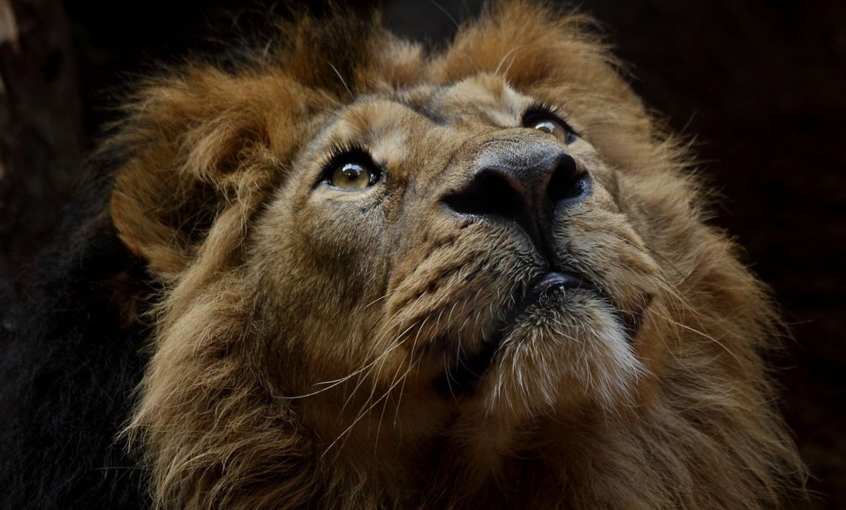 Restos humanos son hallados en jaula de leones de un zoológico