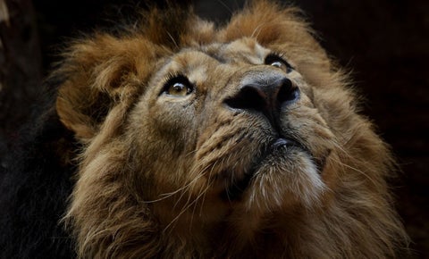 Restos humanos son hallados en jaula de leones de un zoológico