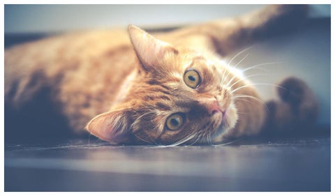 Trabajar en Canadá cuidando gatos