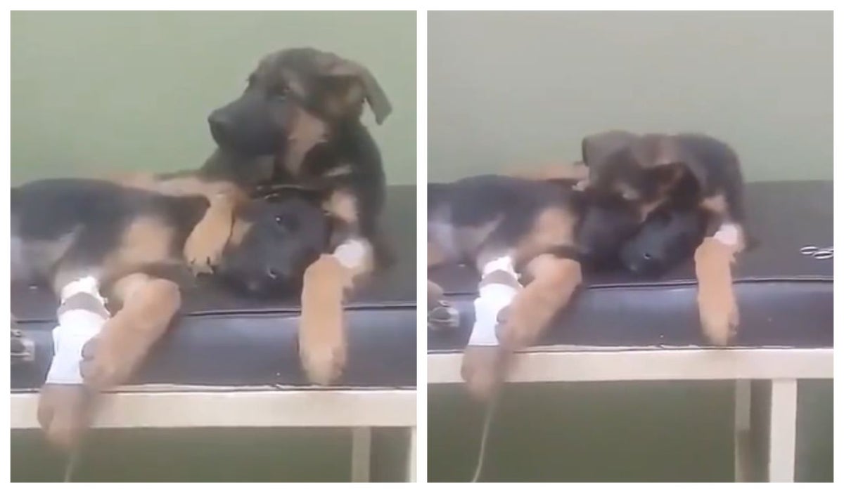 Video de perrito cuidando a otro perrito herido