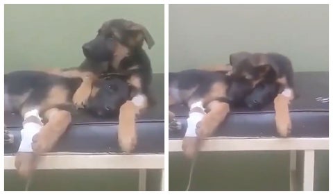 Video de perrito cuidando a otro perrito herido