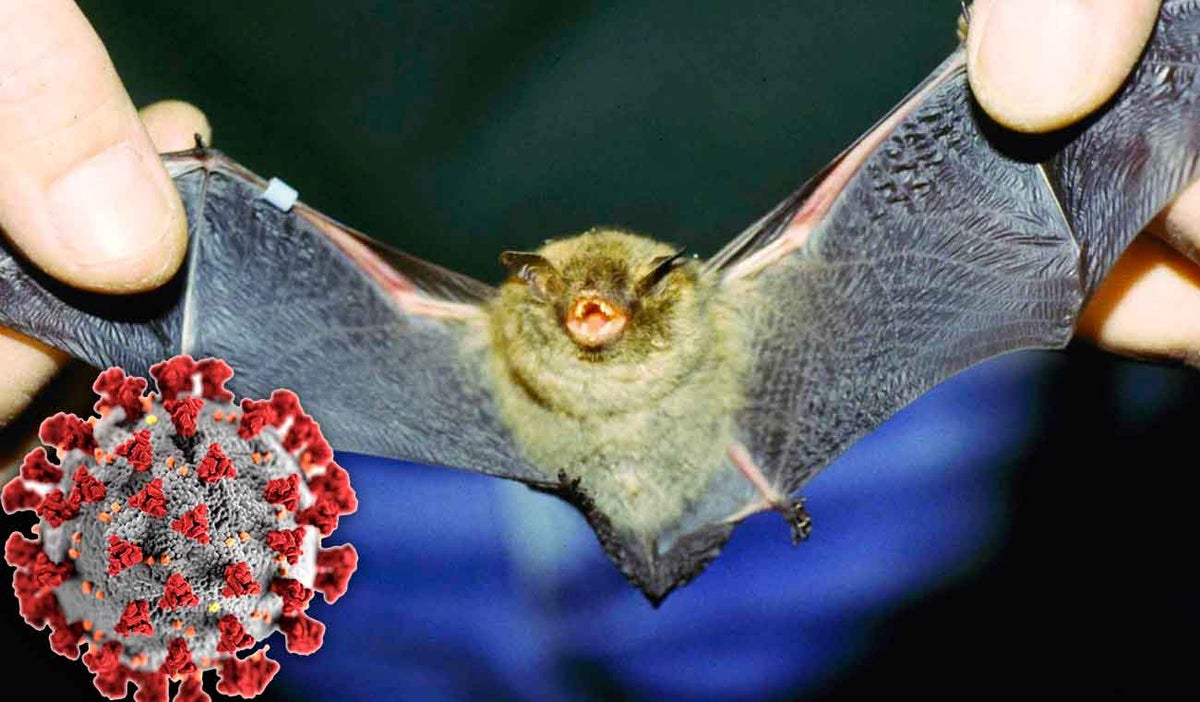 Virus asociado a un murciélago