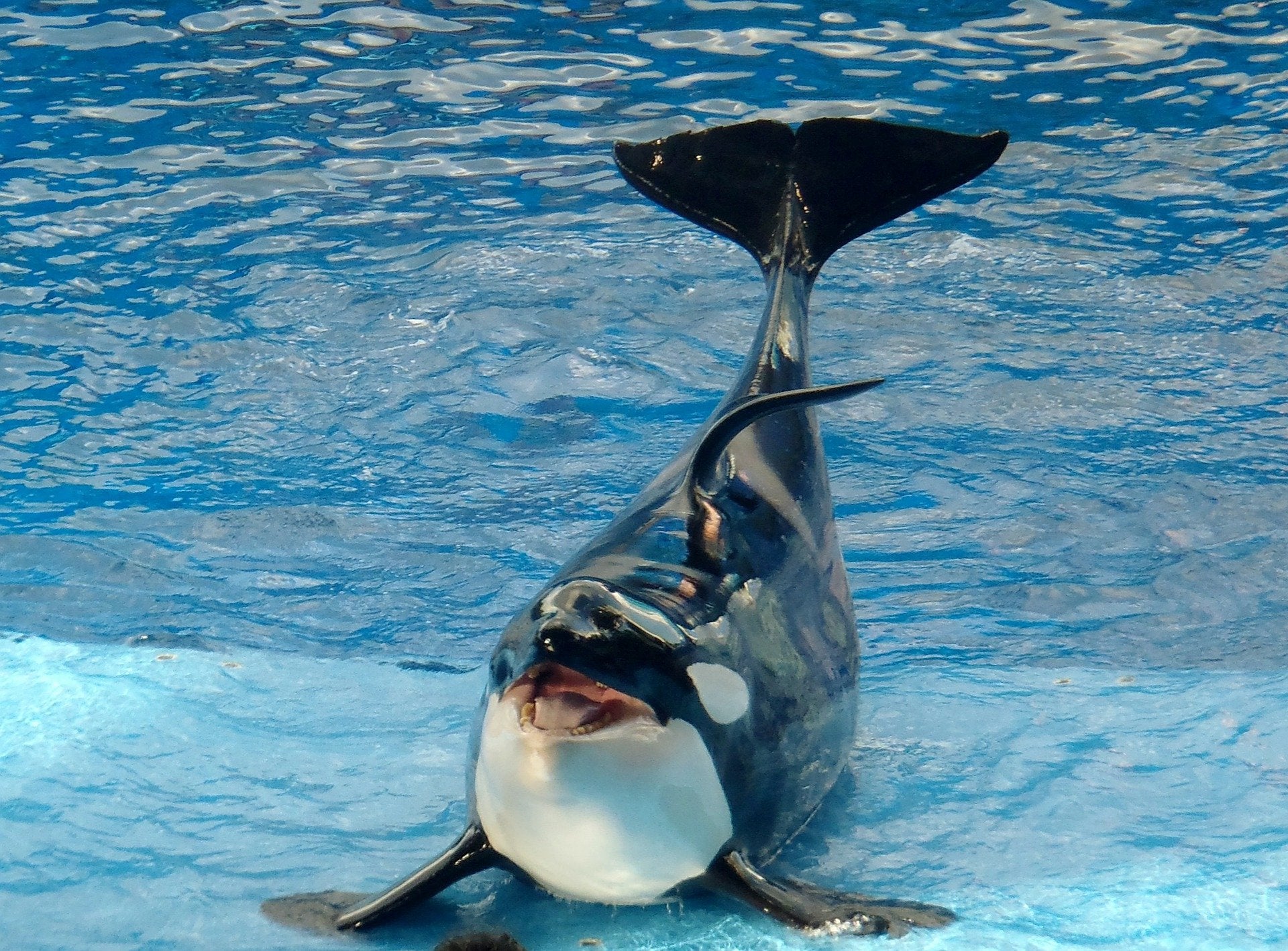 Ballena Orca