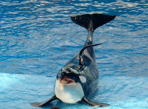 Ballena Orca