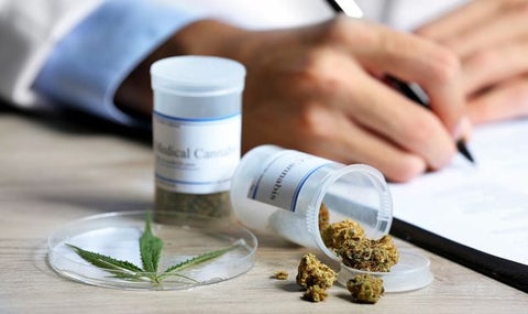 cannabis