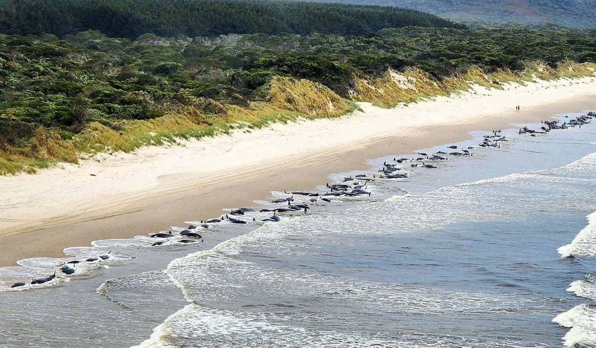 Ballenas en Australia