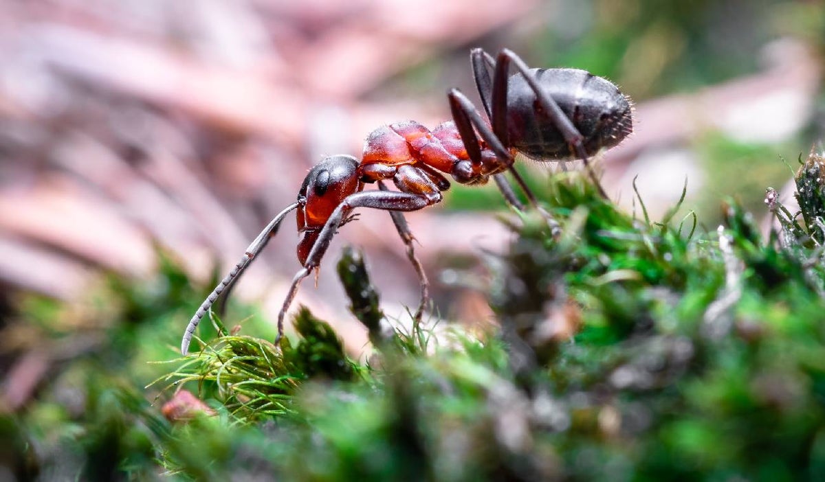Características de las hormigas