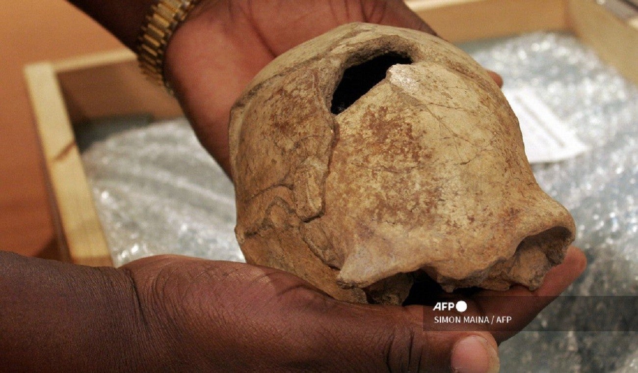 cráneo de Homo erectus