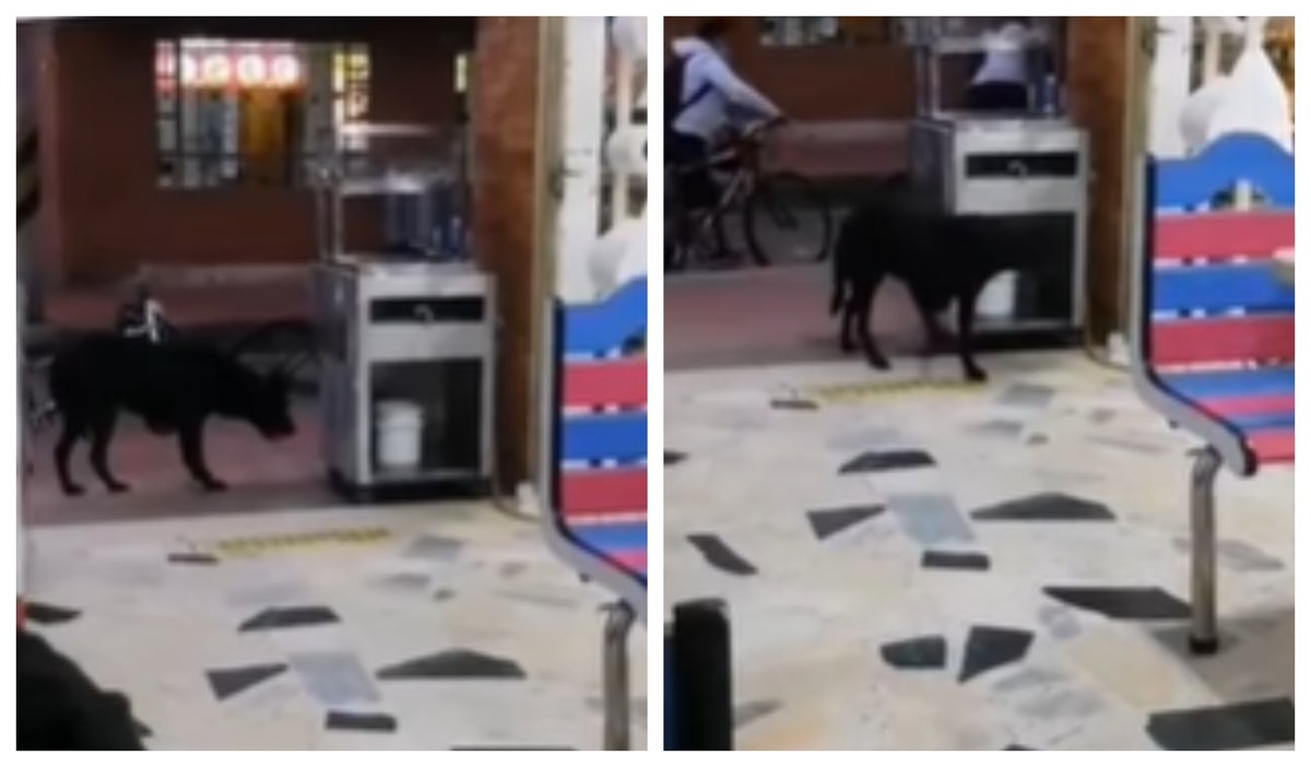 Perrito que se robó panes
