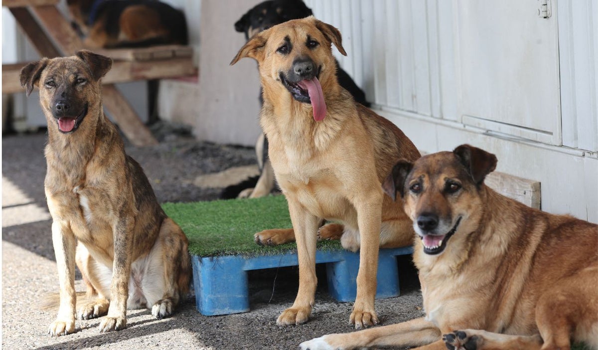 Grupo de perros aguarda en la calle