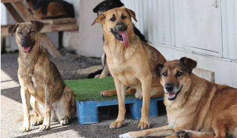 Grupo de perros aguarda en la calle
