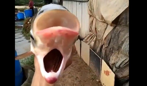 pez mutante con cuatro ojos y dos bocas
