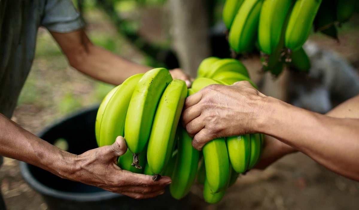 Plátano