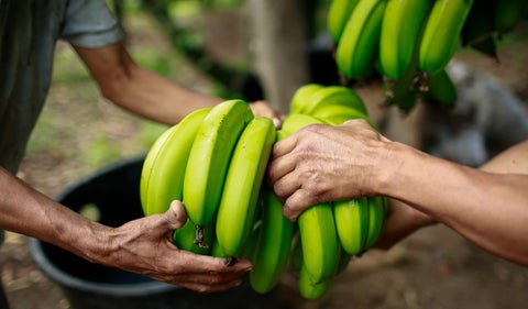 Plátano
