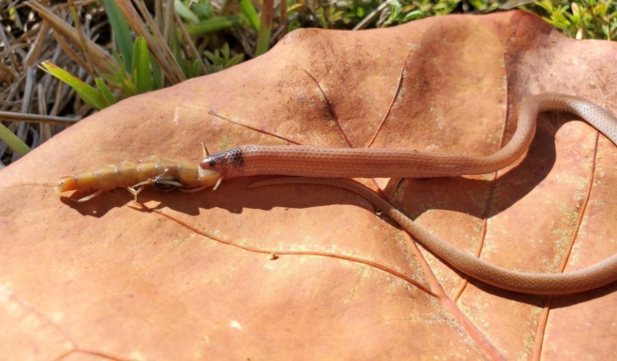 Serpiente se atraganta con ciempiés gigante