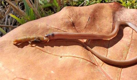 Serpiente se atraganta con ciempiés gigante
