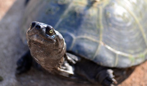 Tortuga