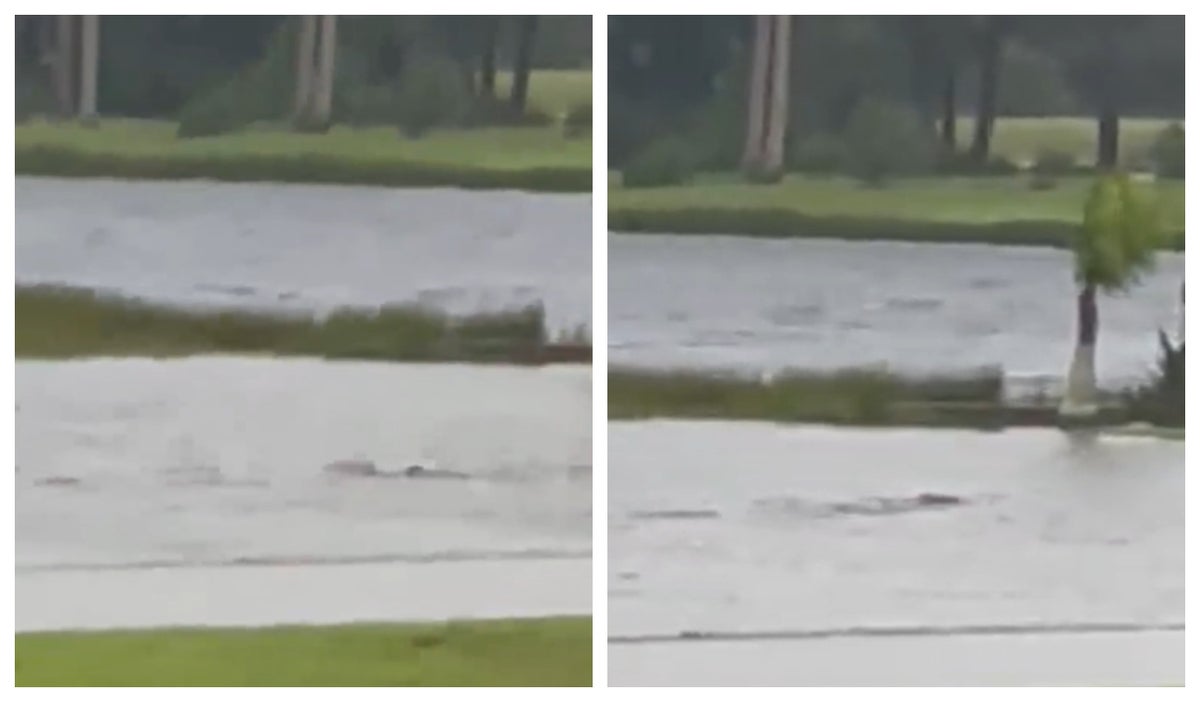 Video: tiburón en las calles de Florida en medio del huracán Ian
