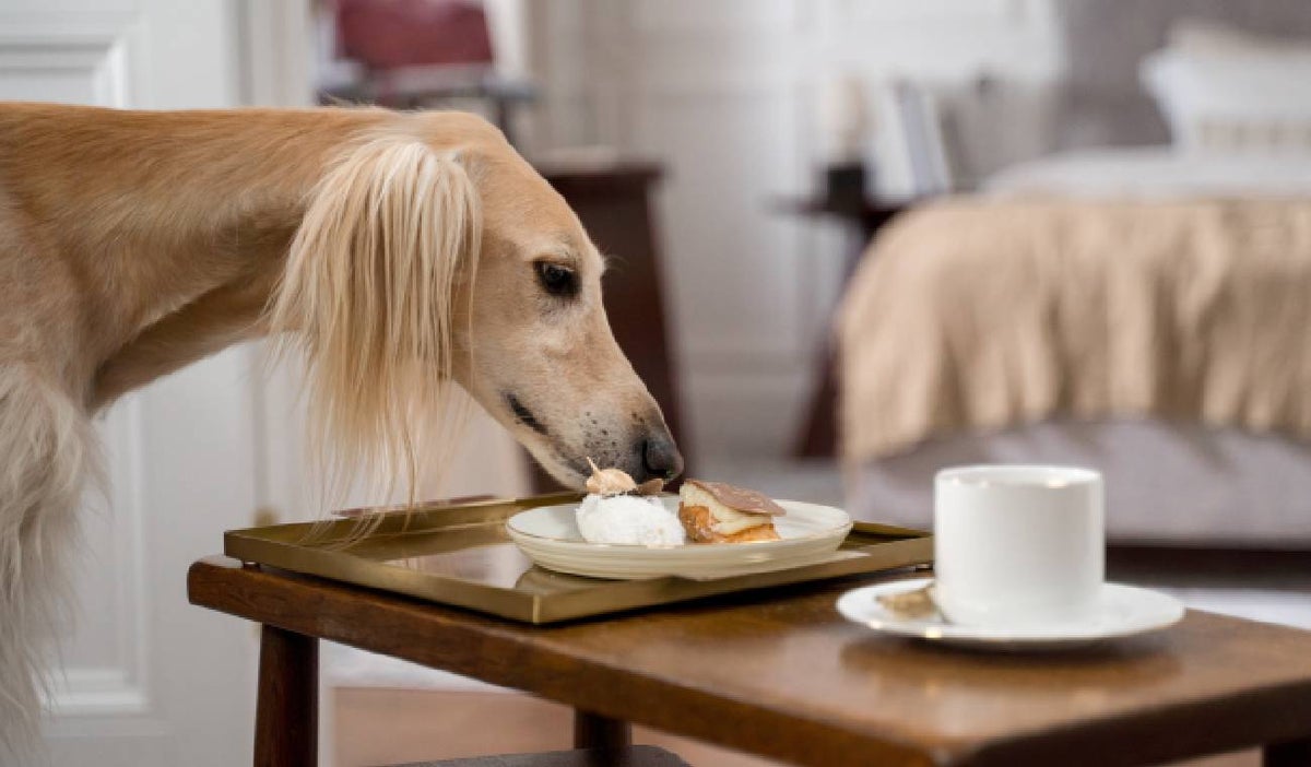 Alimentos tóxicos para las mascotas