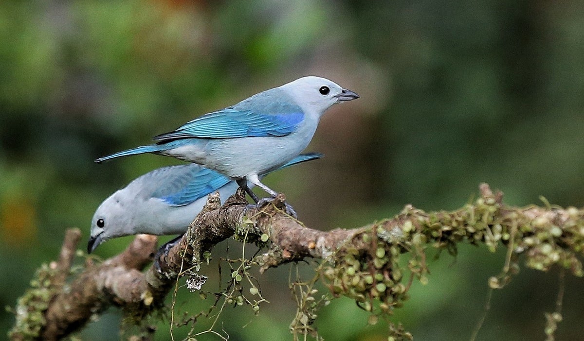 Biodiversidad en Colombia