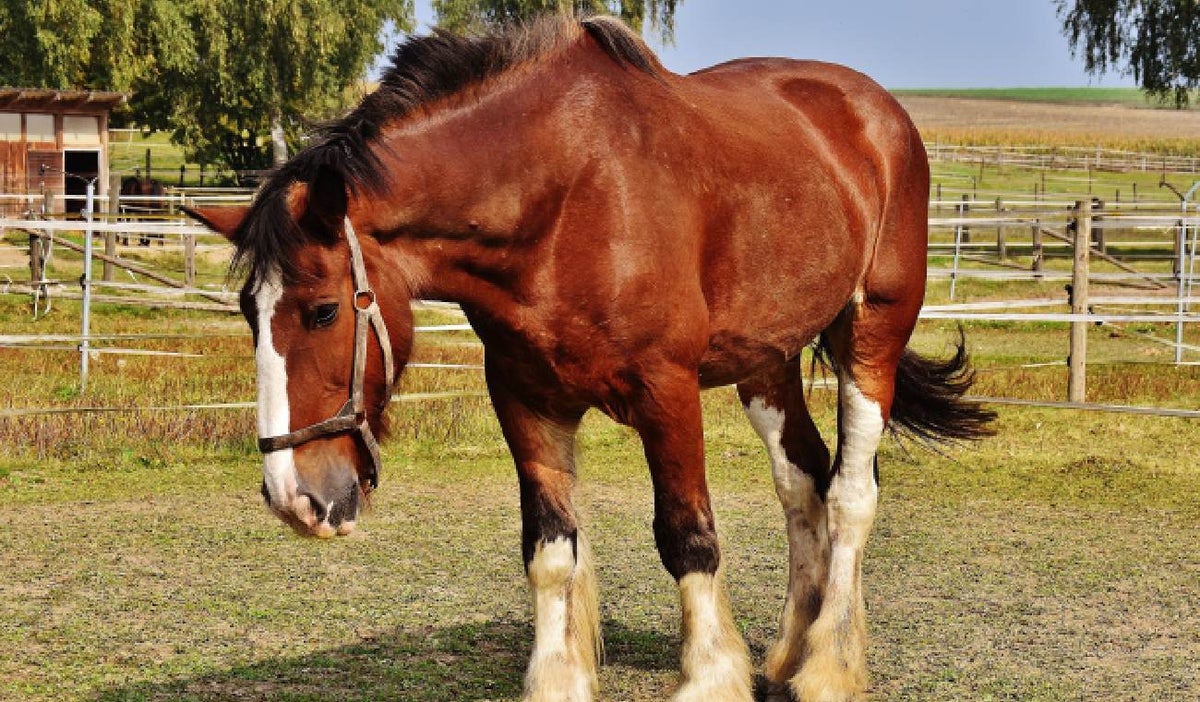 Caballo