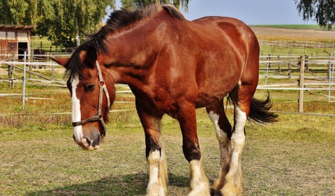 Caballo