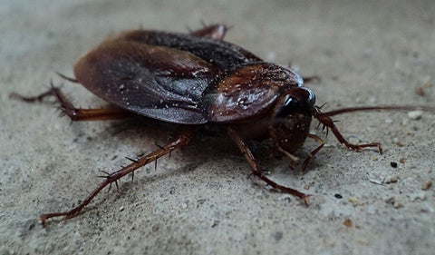 Cucaracha