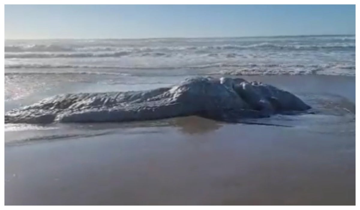 Extraña criatura apareció en medio de una playa en Oregón