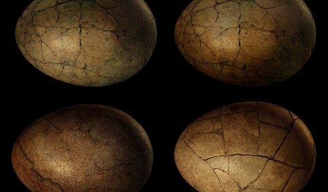 Huevos de dinosaurio