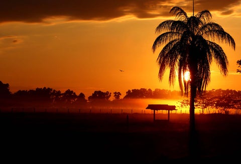 Amanecer llanero