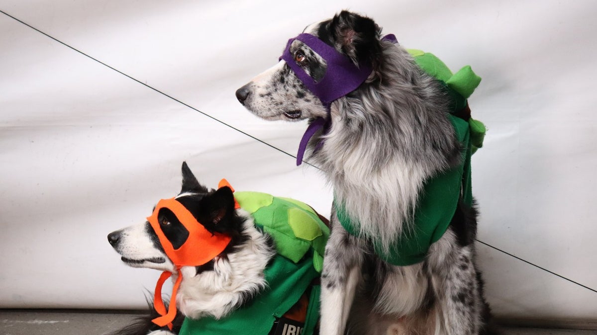 Mascotas disfrazadas