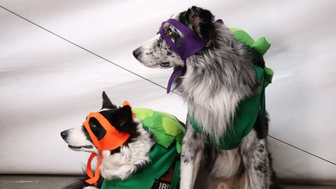 Mascotas disfrazadas