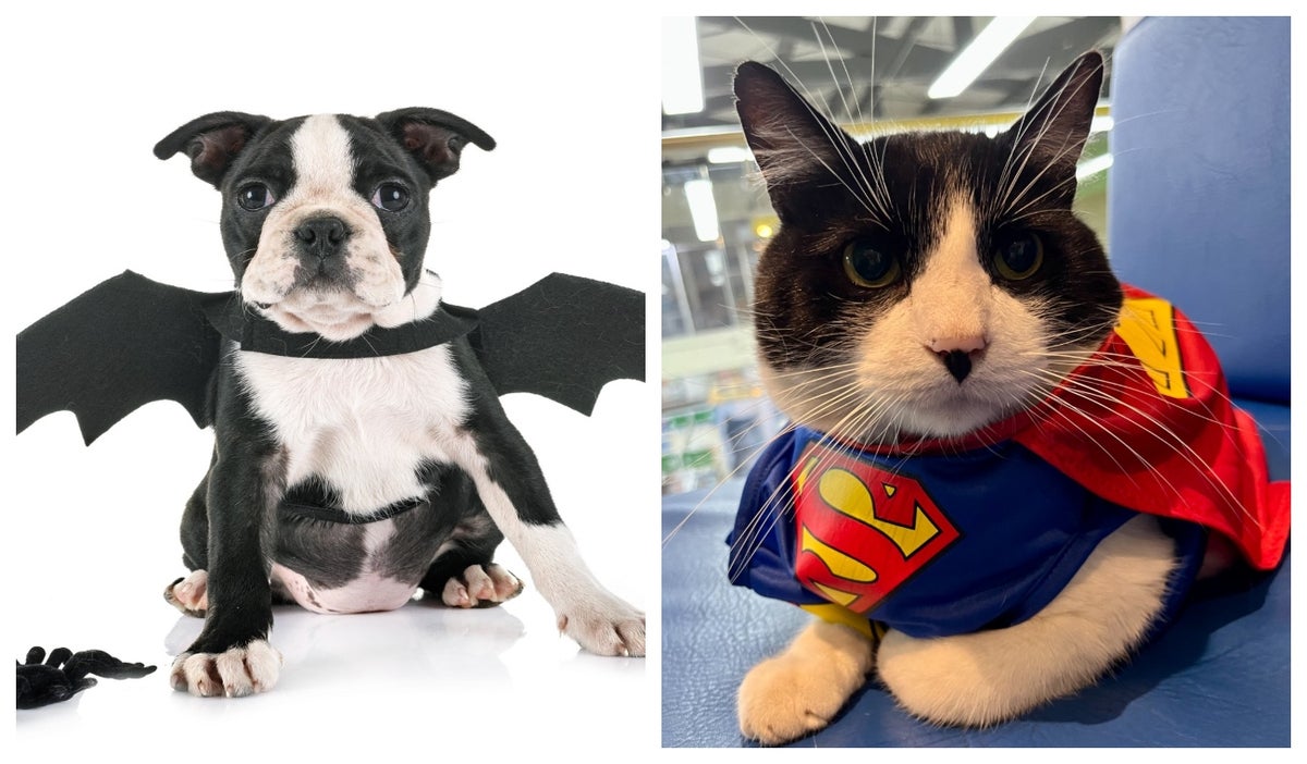 Mascotas disfrazadas de batman y superman