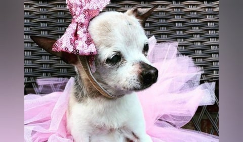 Pebbles, la perrita más longeva del mundo
