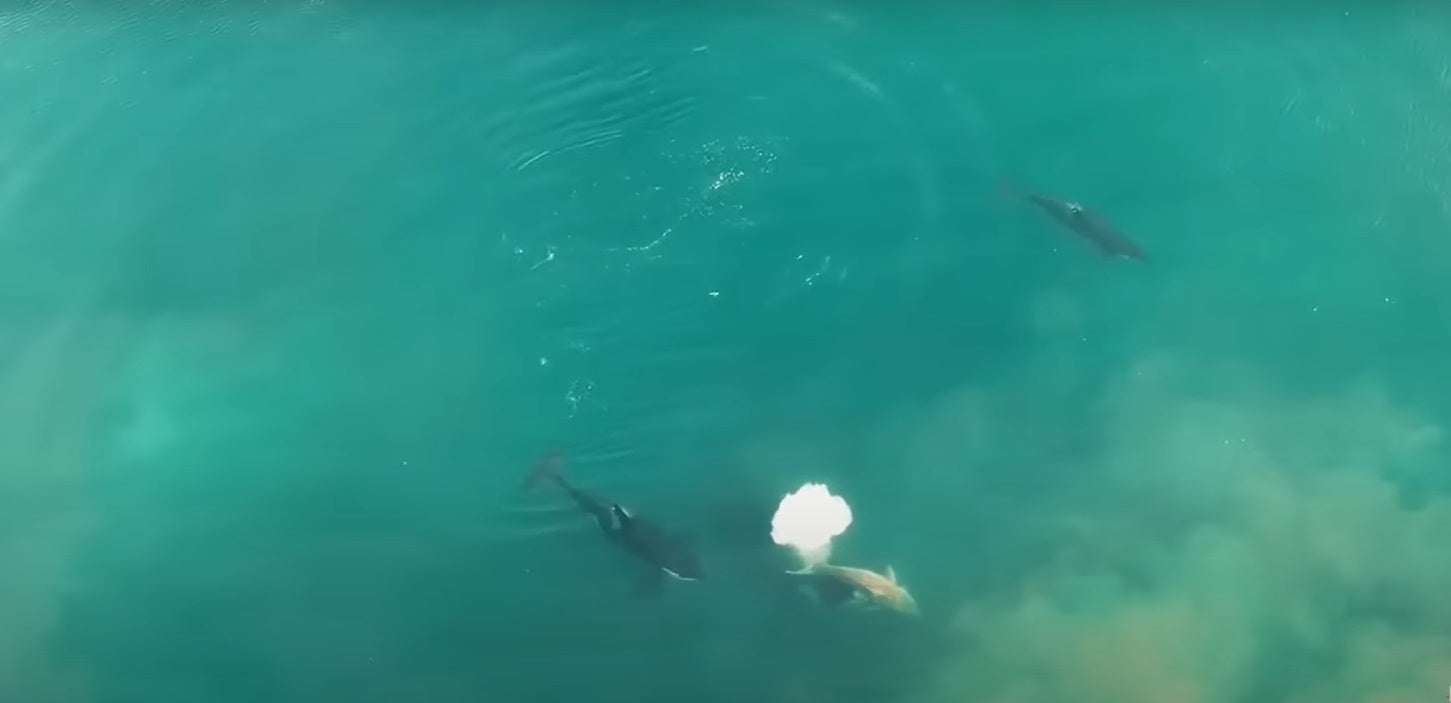Orcas matan un tiburón blanco