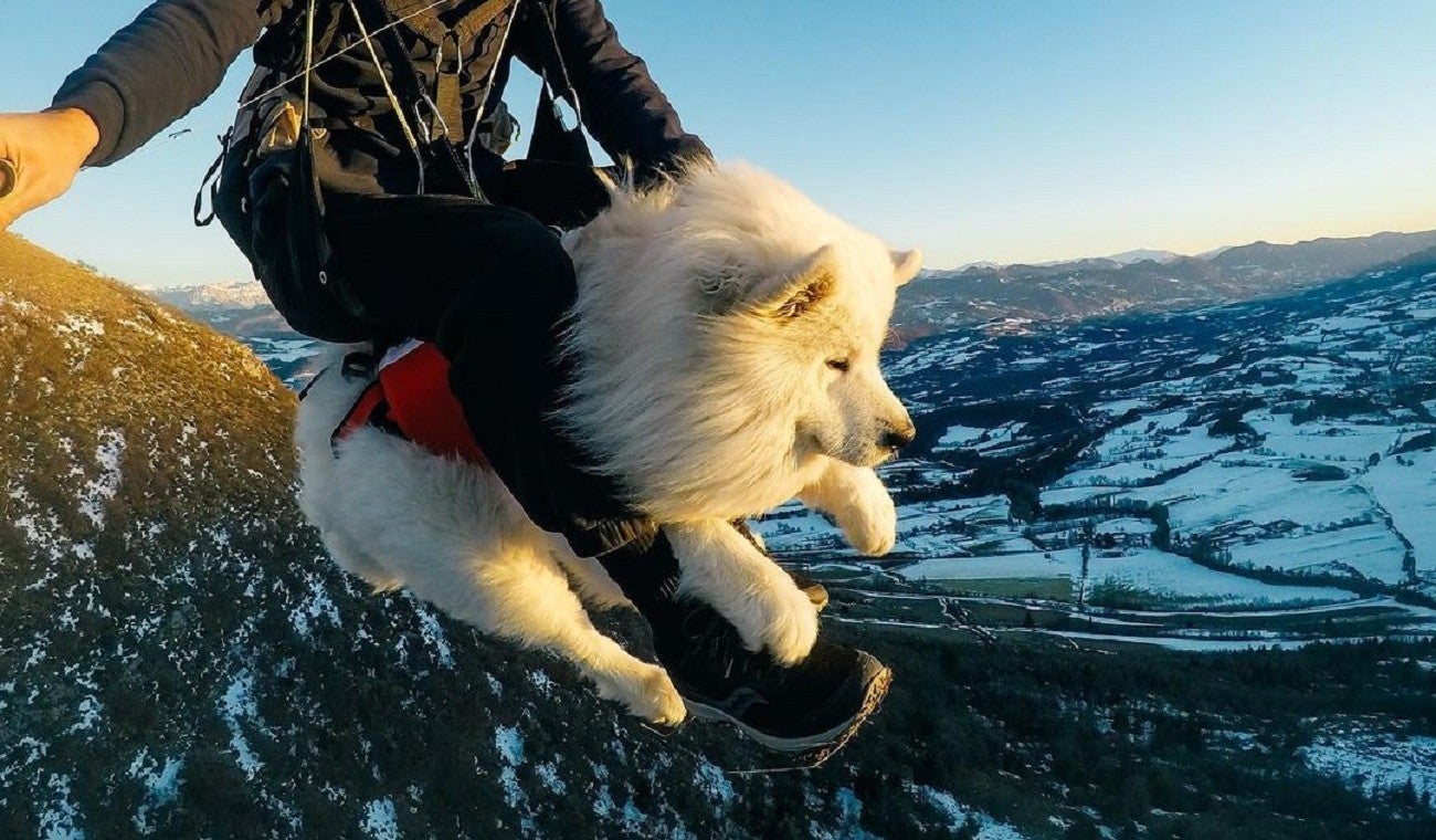 Ouka, el perro que vuela en parapente