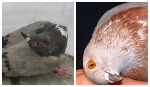 Nuevo virus de palomas zombies