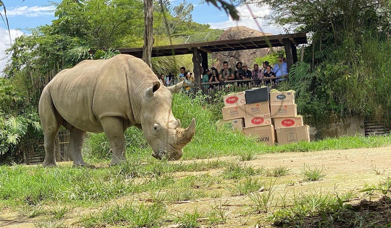 Pantaleón, rinoceronte blanco